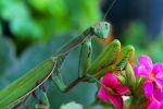 Mantide religiosa