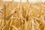 Campi di grano