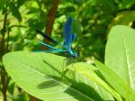 La libellula