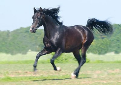 Il cavallo