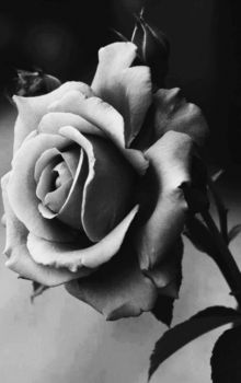 La rosa