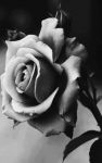 La rosa