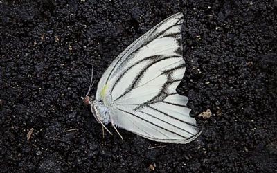 Batticuore