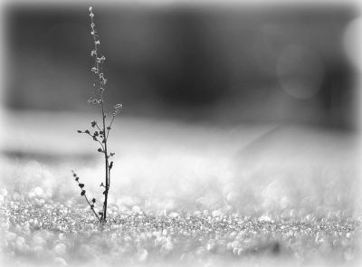 L�ultima neve