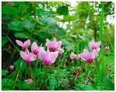 L'affanno della nuova primavera