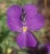Il tempo delle viole  
