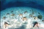 Dove La Mente Pu� Finalmente Riposare