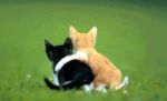 L'amiti� � petits pas