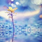 Gocce d�amore