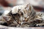 Ode � ta minette