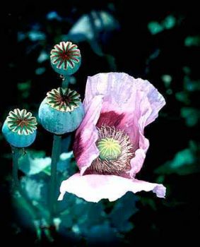 I miei fiori