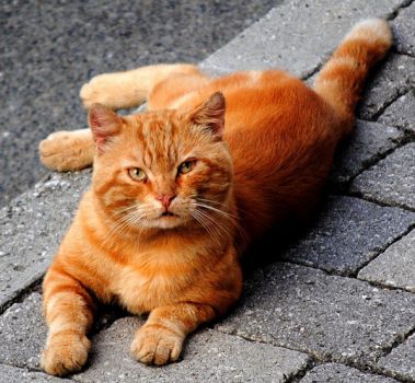L�inquilino del marciapiede (quel gatto malandrino)  
