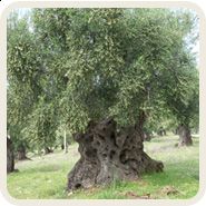 Qualcosa di me  