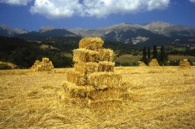 Ne far� covoni  