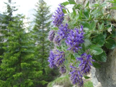 Anelli di speranza  