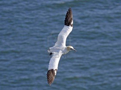 Gabbiano in volo