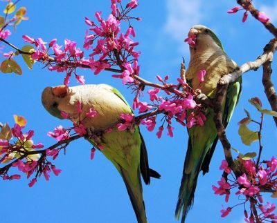 Ora che � primavera