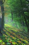 Affondo nel verde