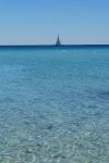 La radice dell�Amore