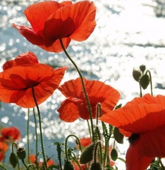 Profumava di fiore