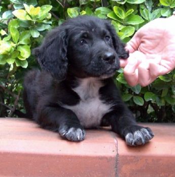 Cucciolo smarrito