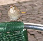 Molliche disperse  