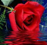 Le voci  