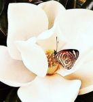 Germogli di poesia