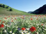 Tanta natura intorno