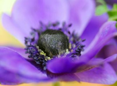 Anemone