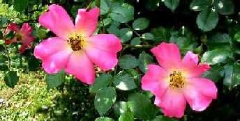A una rosa canina