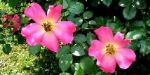 A una rosa canina