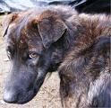 Amico Cane