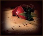 In ricordo di un amor perduto