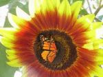 Il bacio d�una farfalla