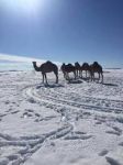 Forse � freddo all�equatore