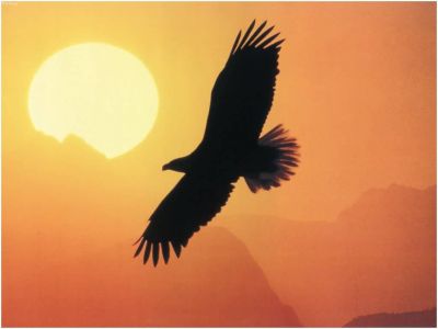 Volo
