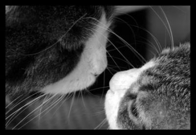 Solo un Bacio  