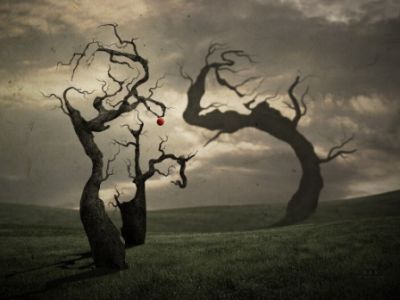 Alberi