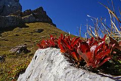 Cresce il fuoco sul sasso - ed � vita - sempre!  