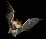 Il Pipistrello