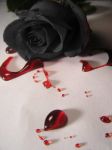 La maledizione della Rosa  
