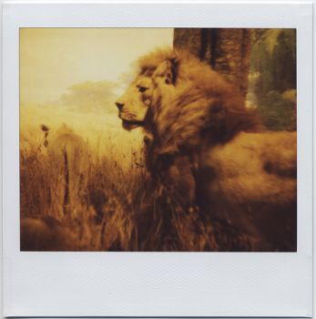 Hic sunt leones