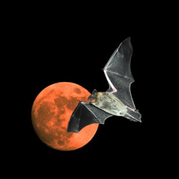 Pipistrello