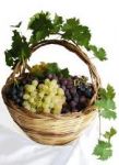 A vinnigna