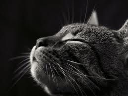 L� dove i gatti vanno a morire