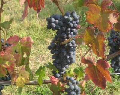 L'Uva Nera