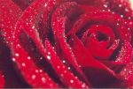 Una rosa  