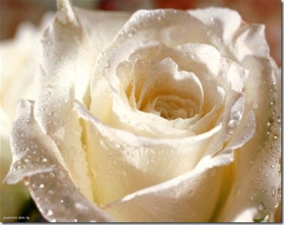 Una rosa bianca