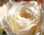 Una rosa bianca